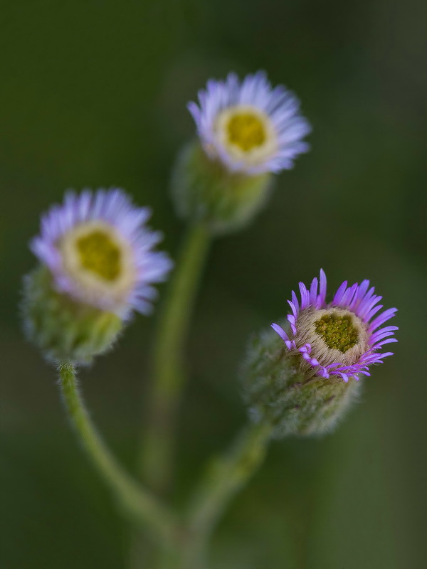 Erigeron acris.15