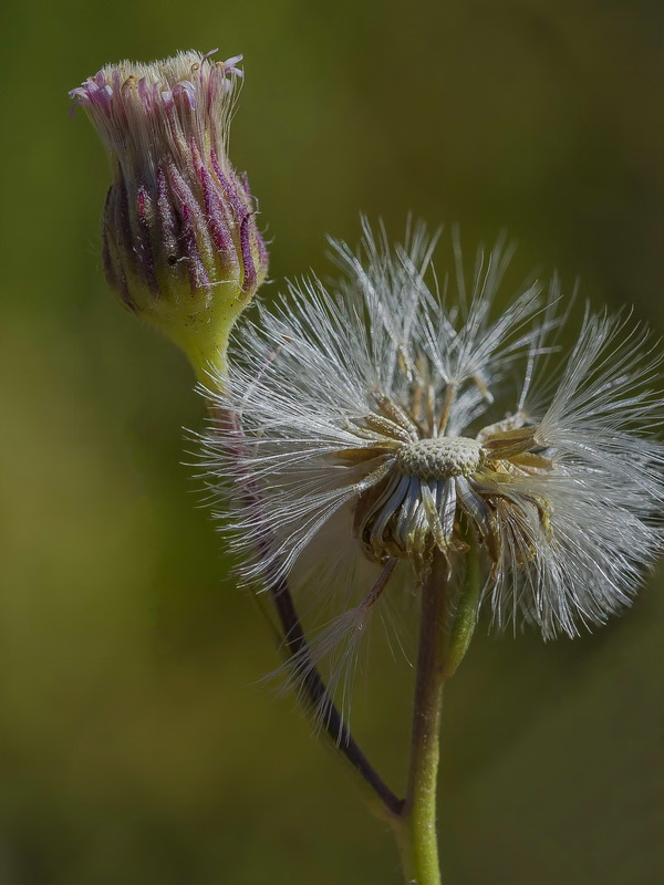 Erigeron acris.18