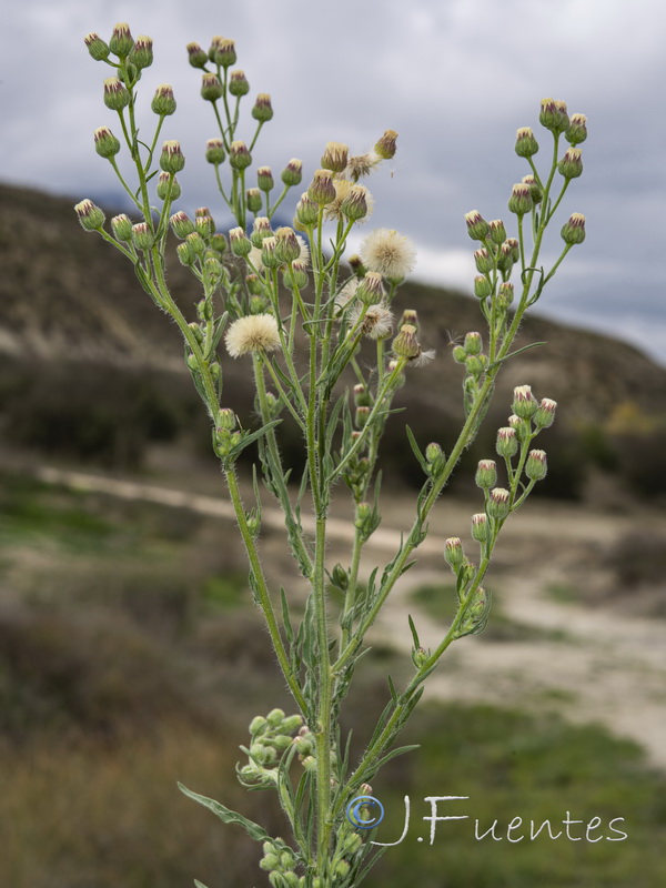 Erigeron bonariensis.01