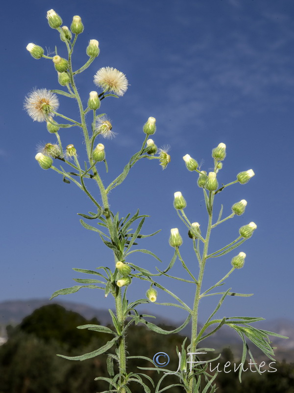 Erigeron bonariensis.02