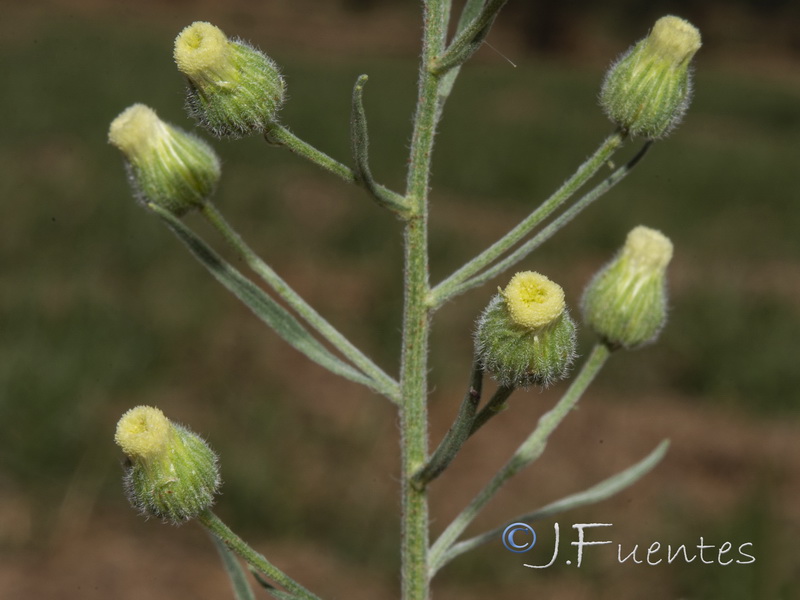 Erigeron bonariensis.04