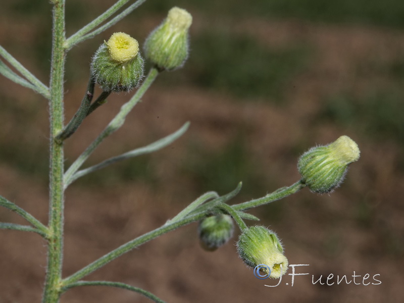 Erigeron bonariensis.05