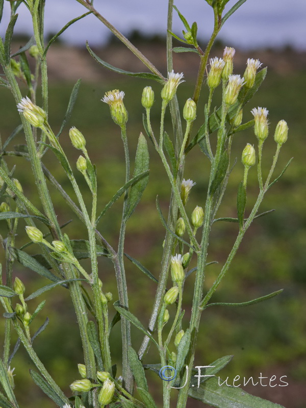 Erigeron canadensis.17