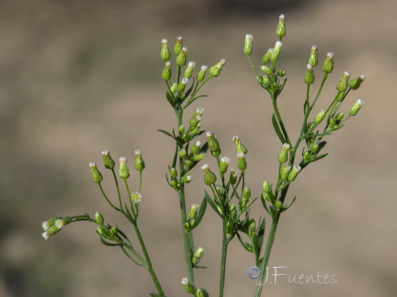 Erigeron canadensis.37