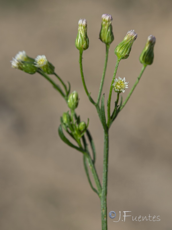 Erigeron canadensis.32