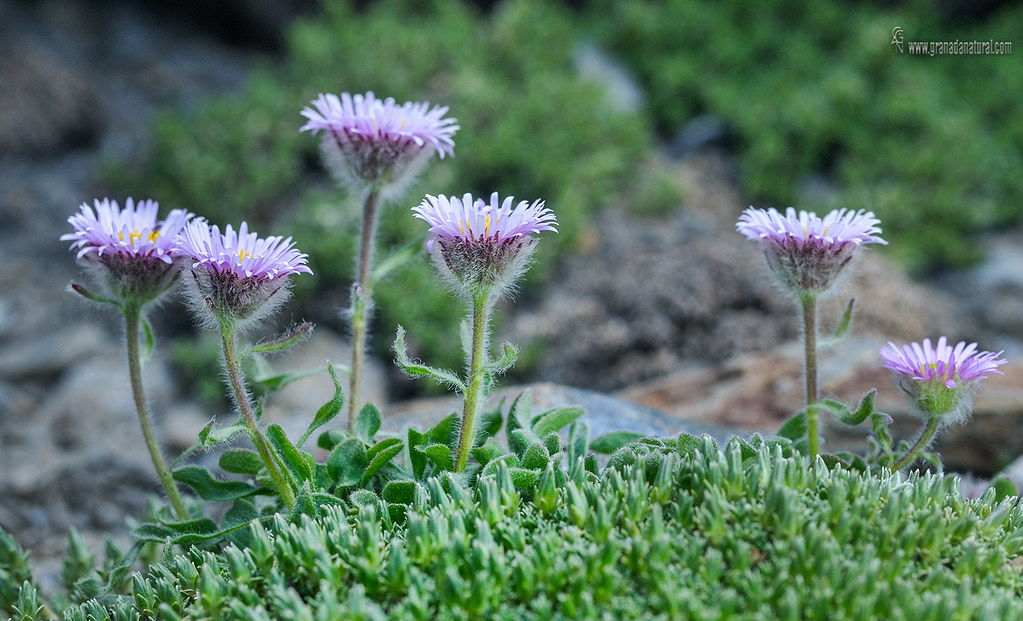 Erigeron frigidus