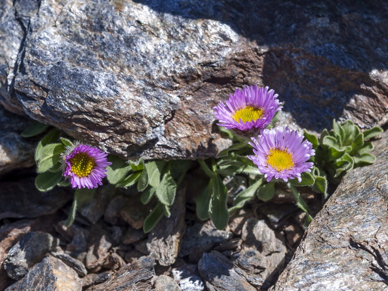 Erigeron frigidus.01