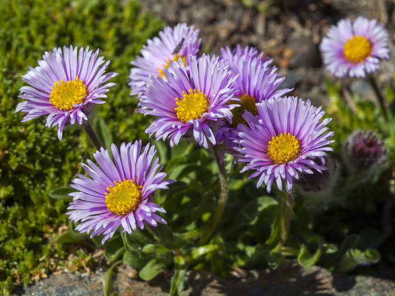 Erigeron frigidus.02