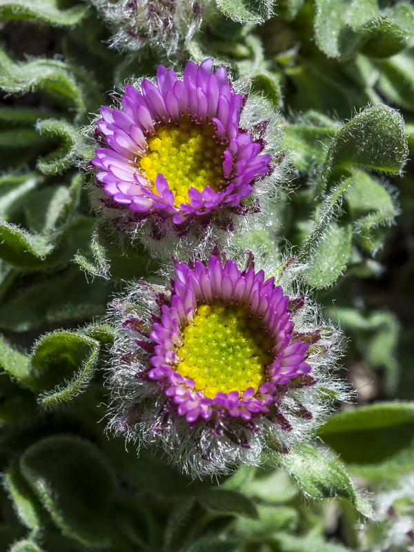 Erigeron frigidus.05