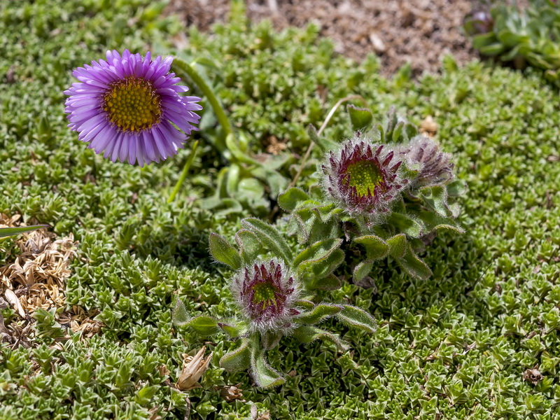 Erigeron frigidus.06