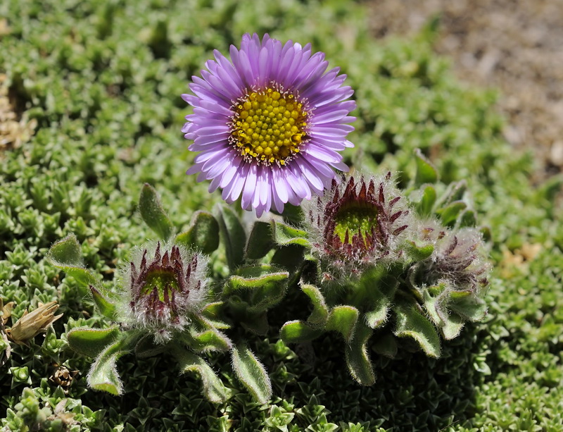 Erigeron frigidus.07