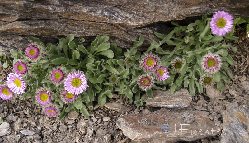 Erigeron frigidus.09