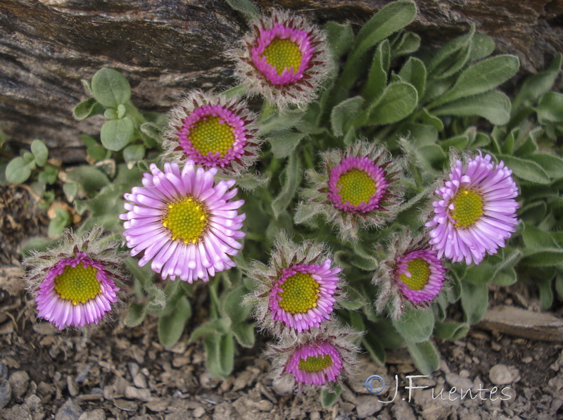 Erigeron frigidus.10