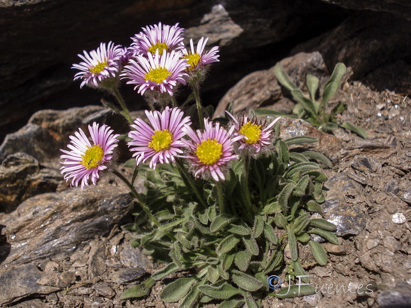 Erigeron frigidus.11