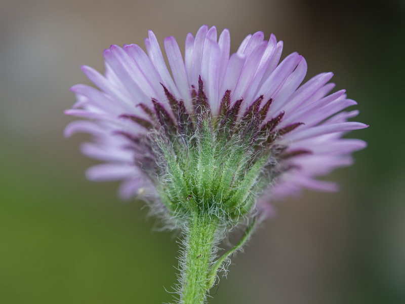 Erigeron frigidus.15