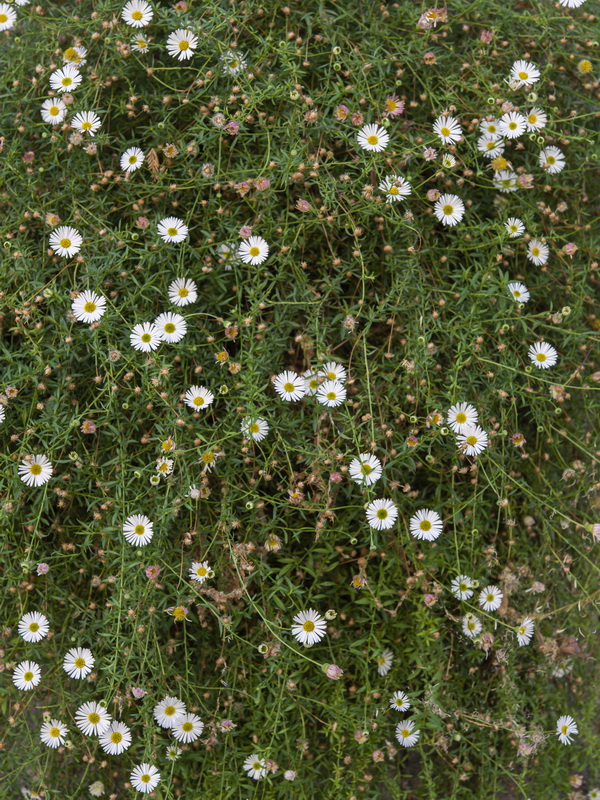 Erigeron karvinskianus.01