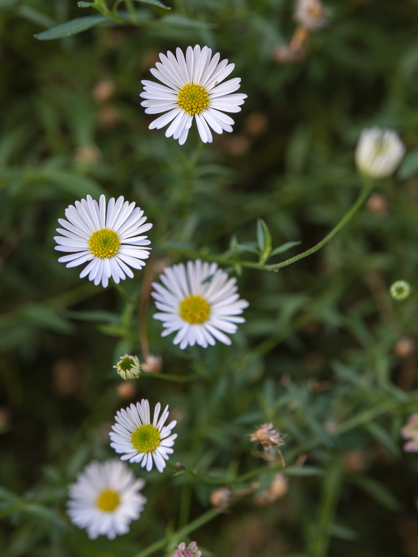 Erigeron karvinskianus.03