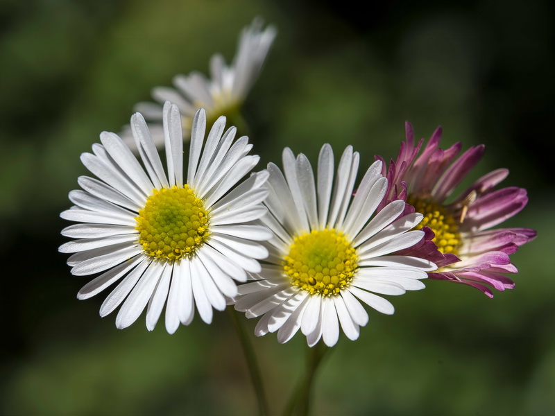 Erigeron karvinskianus.08