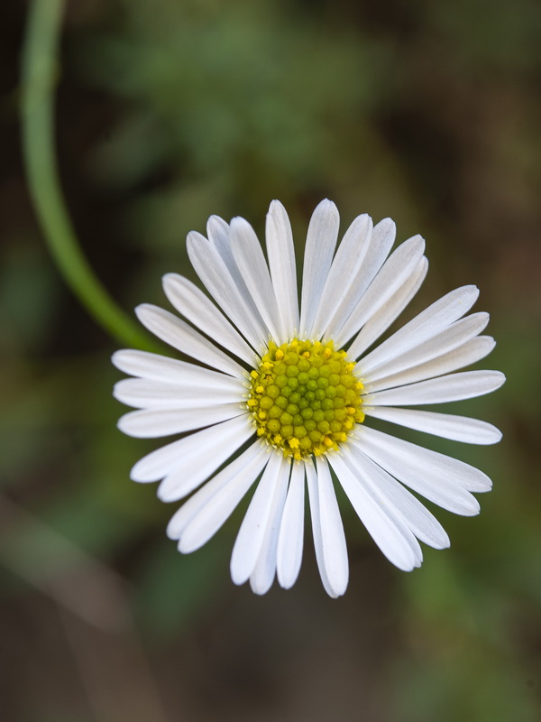 Erigeron karvinskianus.11