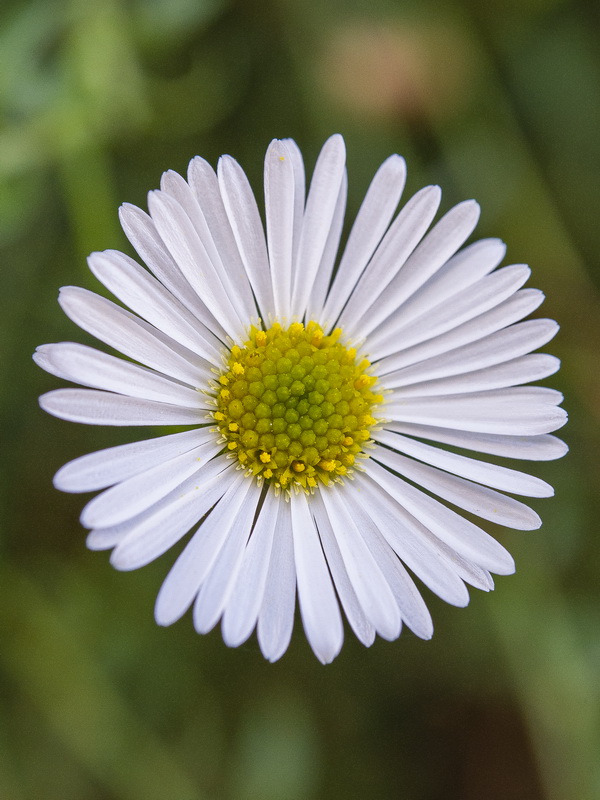 Erigeron karvinskianus.13