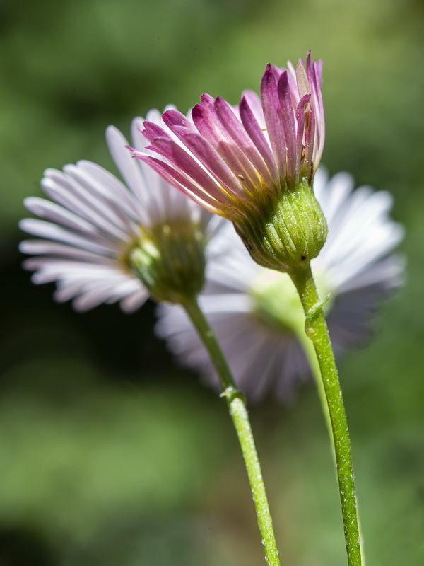 Erigeron karvinskianus.15