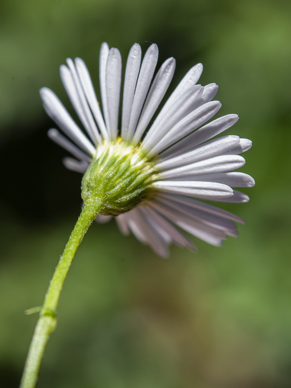 Erigeron karvinskianus.16