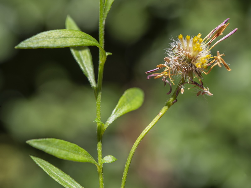 Erigeron karvinskianus.17