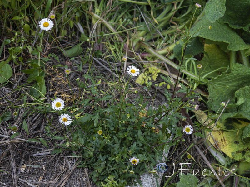 Erigeron karvinskianus.18