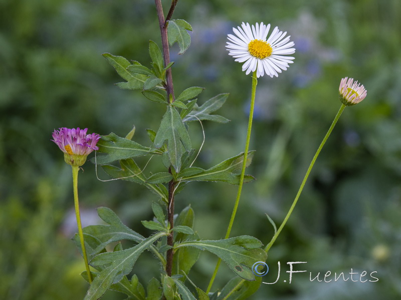 Erigeron karvinskianus.19