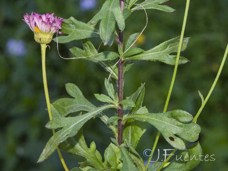 Erigeron karvinskianus.20