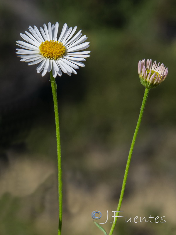 Erigeron karvinskianus.21