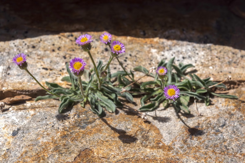Erigeron major.01