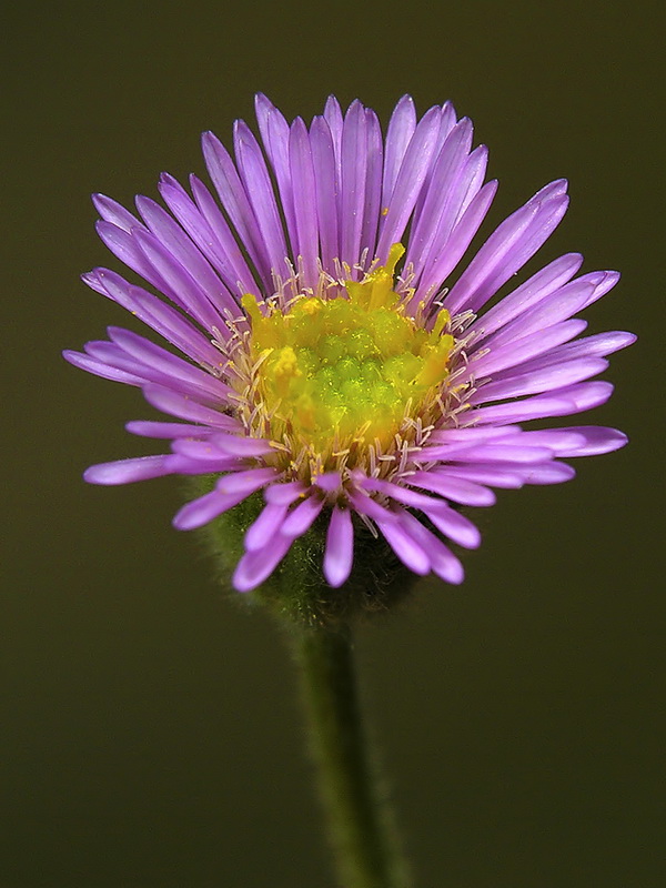 Erigeron major.07