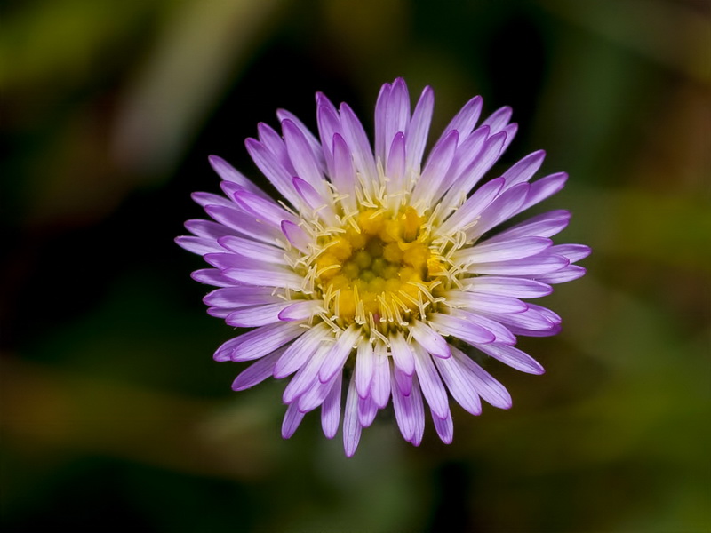 Erigeron major.08