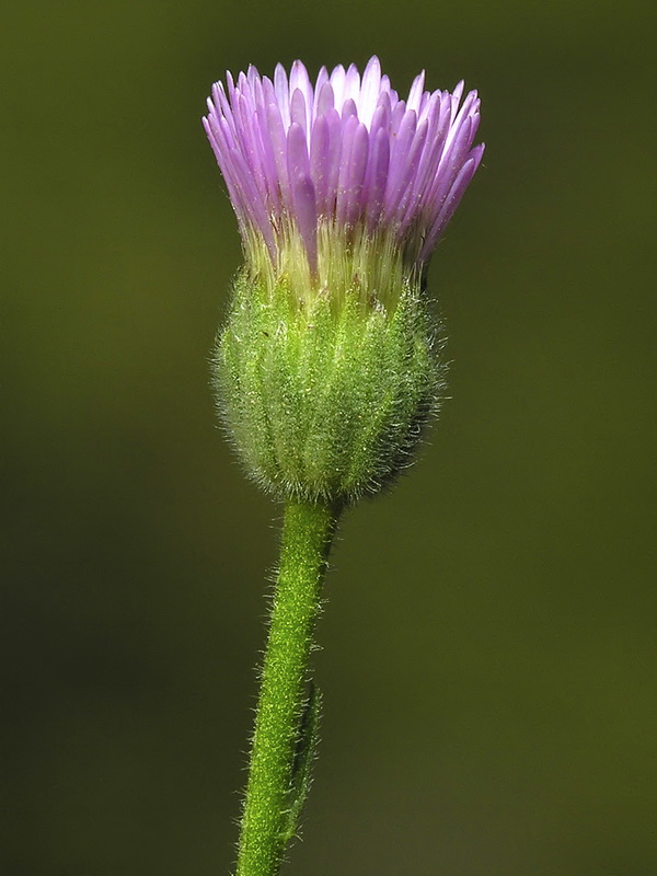 Erigeron major.10