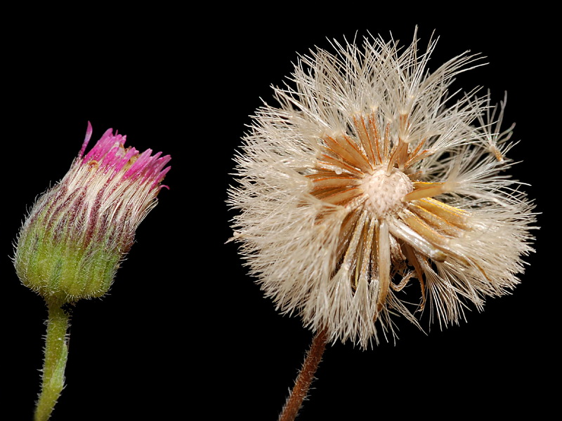 Erigeron major.11