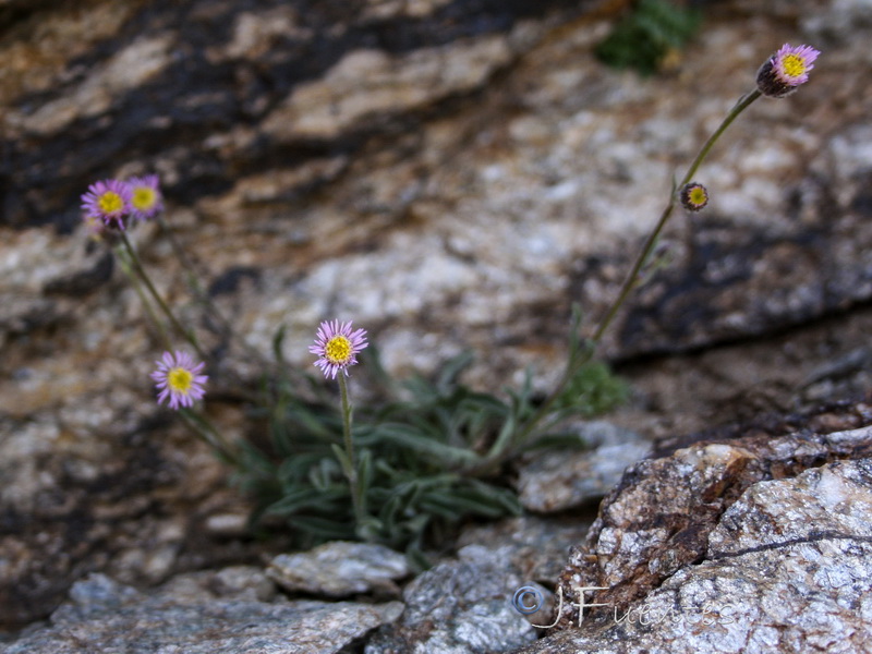 Erigeron major.13