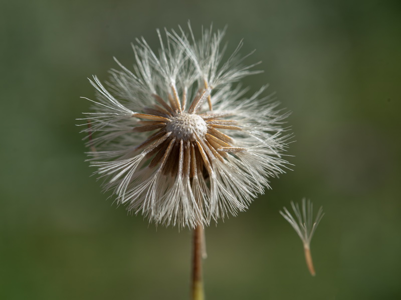 Erigeron major.11