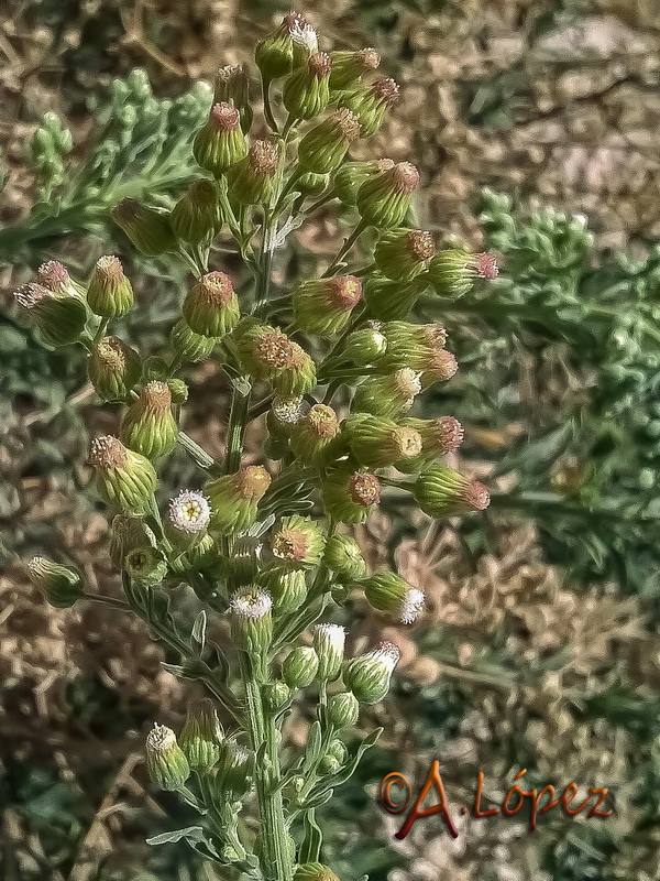 Erigeron sumatrensis.04