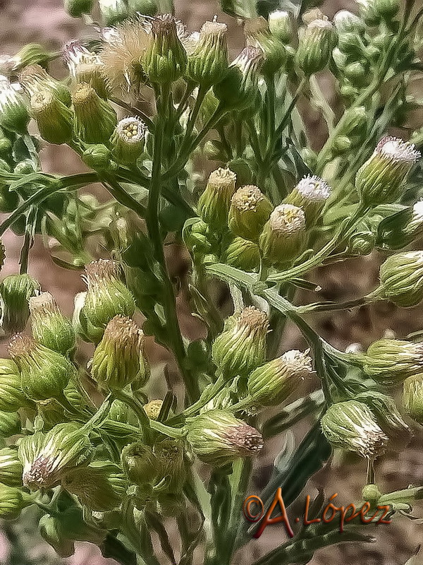 Erigeron sumatrensis.06