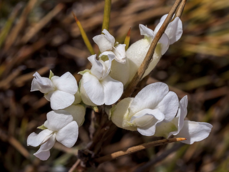 Erinacea anthyllis anthyllis.10