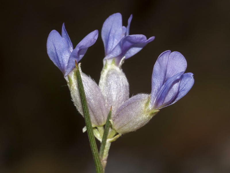 Erinacea anthyllis anthyllis.11