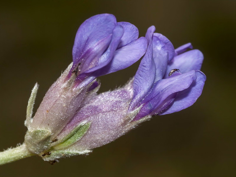 Erinacea anthyllis anthyllis.12