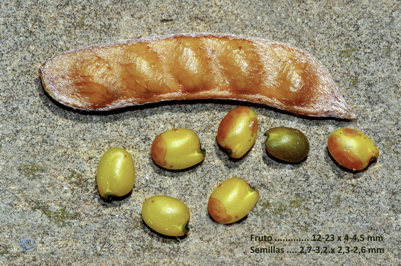 Erinacea anthyllis anthyllis.22