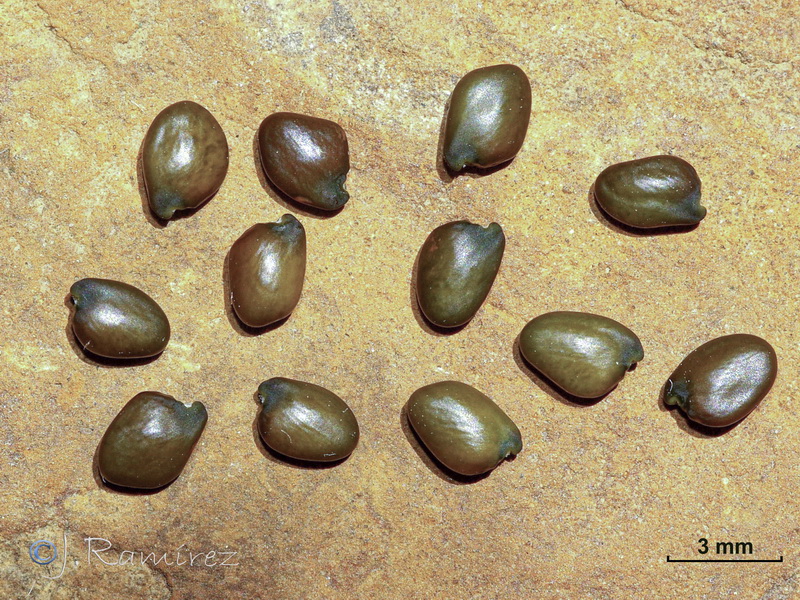 Erinacea anthyllis anthyllis.23