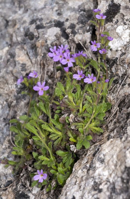 Erinus alpinus.01