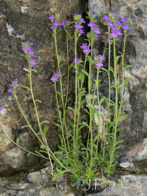 Erinus alpinus.10