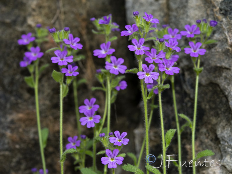 Erinus alpinus.11