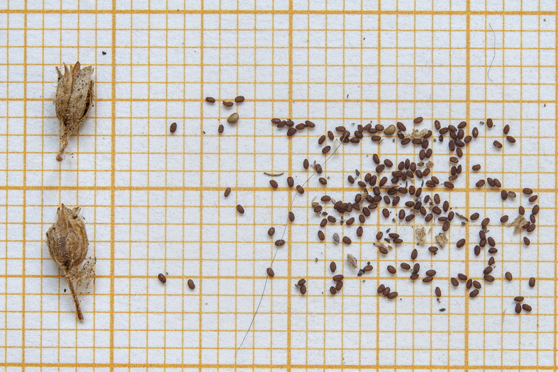 Erinus alpinus