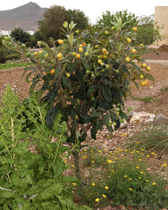 Eriobotrya japonica.01